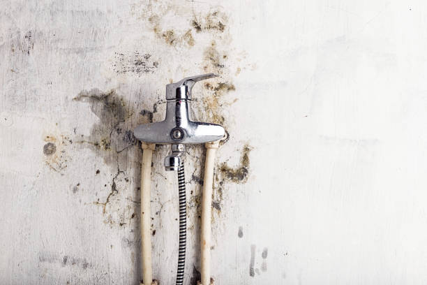 Best Emergency Mold Remediation in Union City, OH