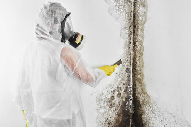 Best Post-Flood Mold Remediation in Union City, OH