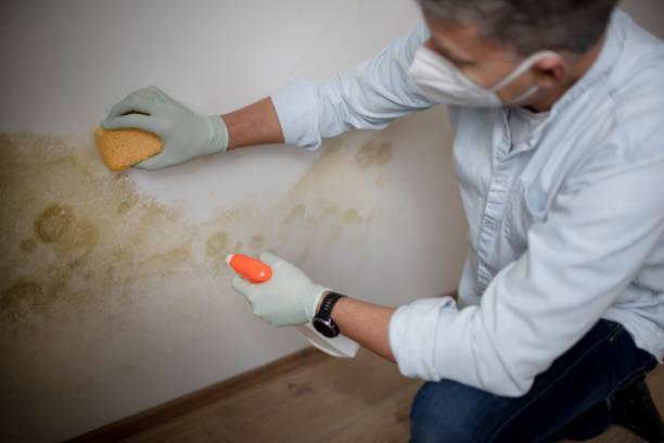 Best Basement Mold Remediation in Union City, OH